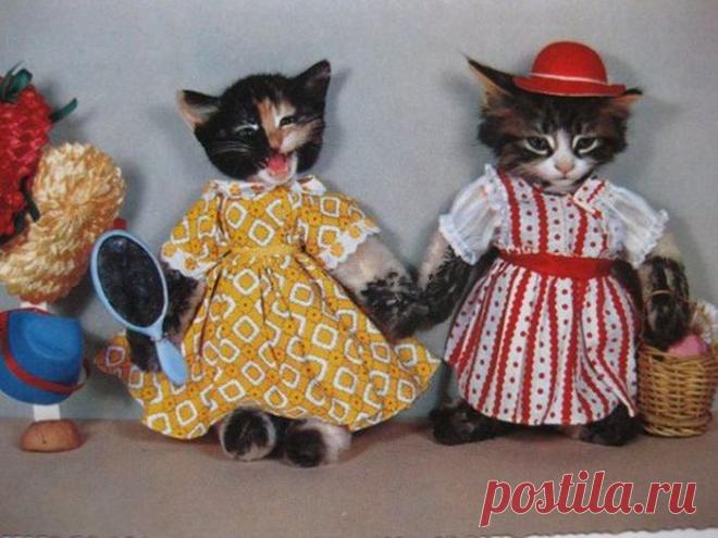 Милые животные(красивые фотографии)