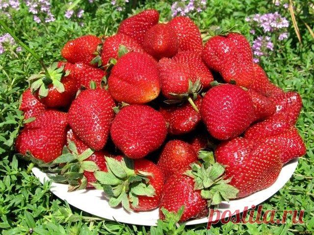 Чем надо подкормить клубнику весной для хорошего урожая?