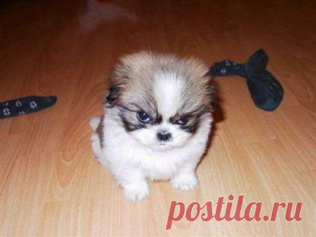 Легко обидеть мелкоту...
Но не забудьте: я расту!!!