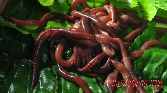 Самые соблазнительные черви для рыбалки