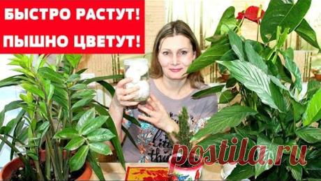 БЕСПЛАТНАЯ ПОДКОРМКА для БЕШЕНОГО РОСТА комнатных растений