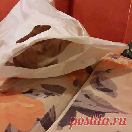 Любительница сидеть в пакетах!