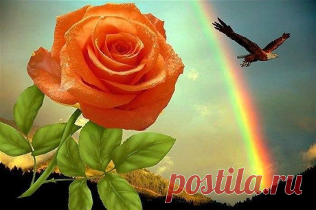 розы