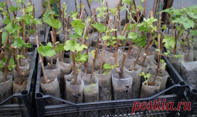Посадка винограда черенками – как разводить культуру самому? + Видео Разведение винограда черенками дает владельцу усадьбы массу преимуществ. Во-первых, результат гораздо быстрее – вам не придется ждать прорастания семян. Во-вторых, это гораздо удобнее, ведь вы не буде…