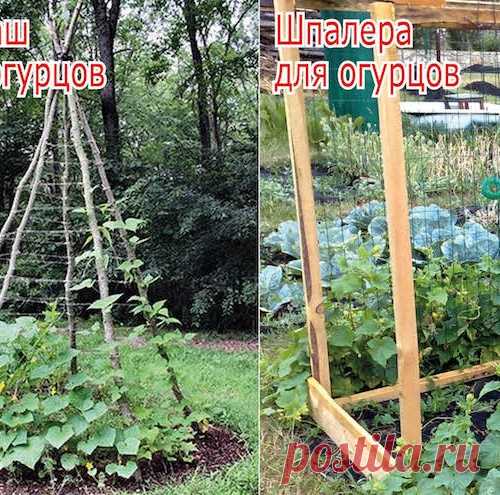 Мой особый способ выращивания огурцов