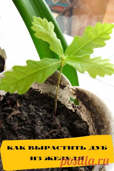 как вырастить дуб из желудя