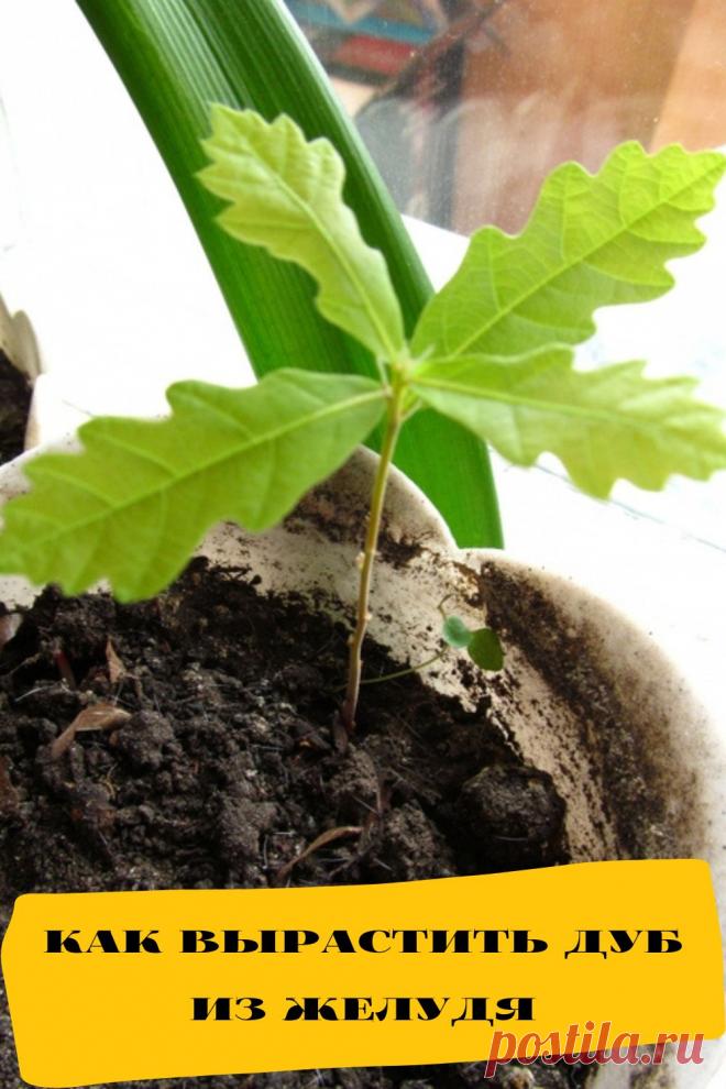 как вырастить дуб из желудя