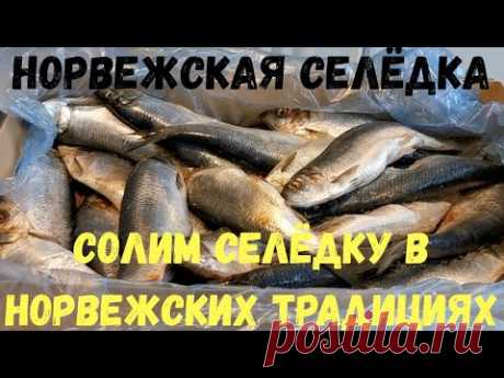 Как солить селёдку. Как это делают в Норвегии. Длительное хранение селедки и Малосольная селёдка.