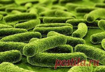 Пробиотики и пребиотики в питании