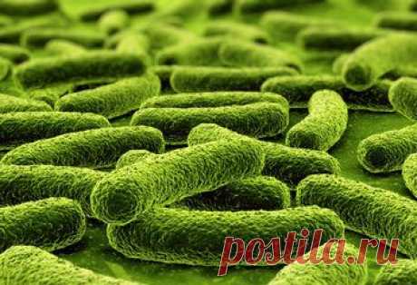 Пробиотики и пребиотики в питании