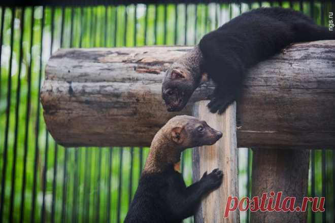 Изящный представитель семейства куньих. В родной Южной Америке тайры очень распространены (а коренные народы приручали общительную тайру как домашнего мышелова), но в европейских зоопарках редки и размножаются без всякого удовольствия.