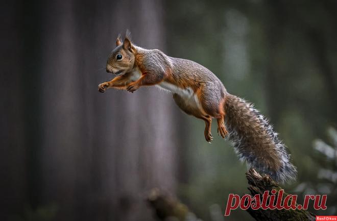 Фото: Белка. Фотолюбитель Алексей Афонин. Компьютерная обработка. Фотосайт Расфокус.ру