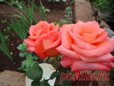 цветы - Копилочка: все самое интересное,полезное, красивое!!! - Группы Мой Мир