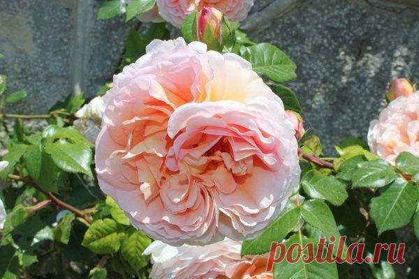 Настоящие аристократки сада - плетистые розы / Журнал садовода Uleyskaya / 7dach.ru