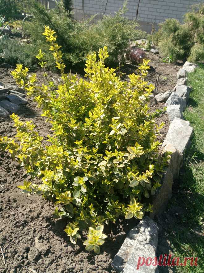 Бересклет Форчуна «Эмеральд н Голд», «Изумруд и золото» (Euonymus fortunei «Emerald`n Gold»)
