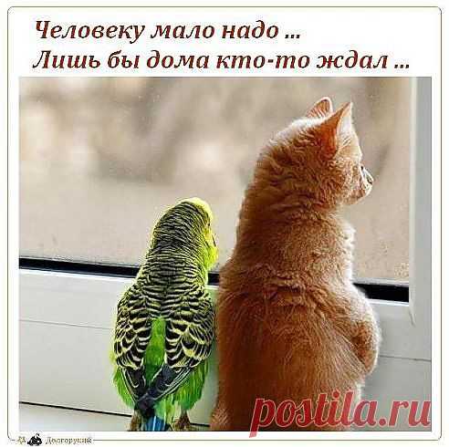 Животные