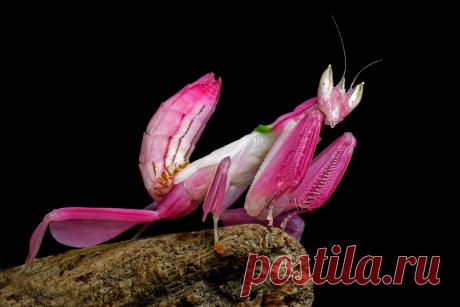 Сможете отличить, где часть цветка, а где животное? | Планетяне | Дзен