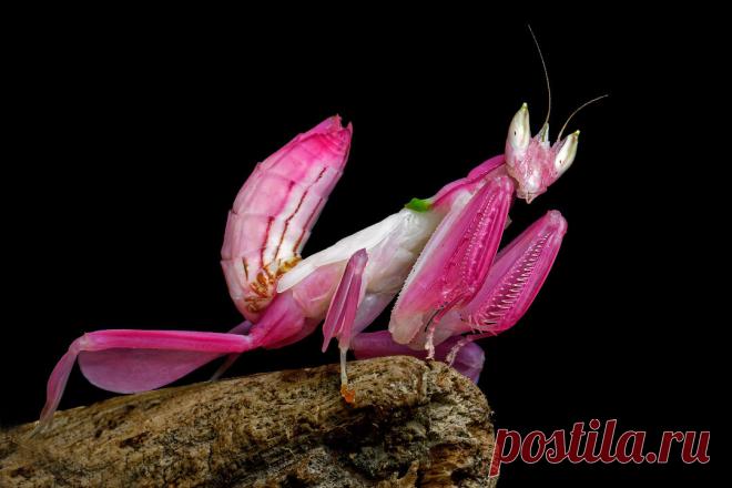 Сможете отличить, где часть цветка, а где животное? | Планетяне | Дзен