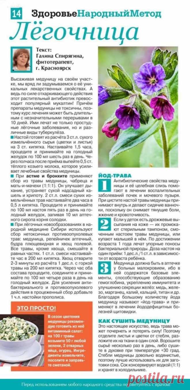 Медуница