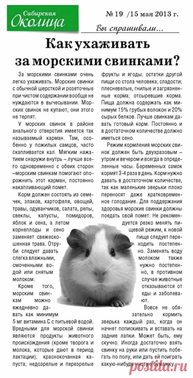 Как ухаживать за морскими свинками