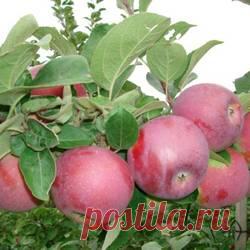 Яблоня Спартан - купить саженцы из питомника, цена в Нижнем Новгороде