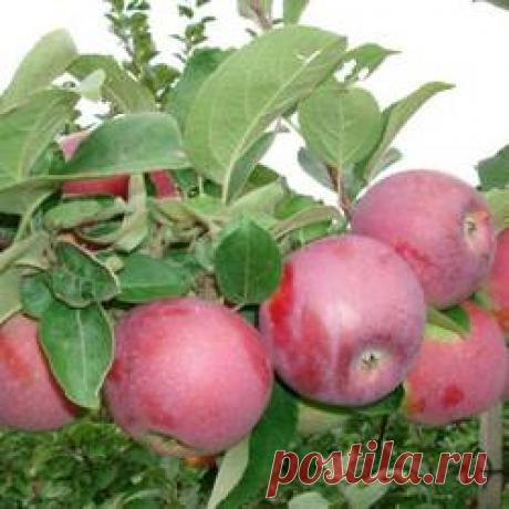 Яблоня Спартан - купить саженцы из питомника, цена в Нижнем Новгороде