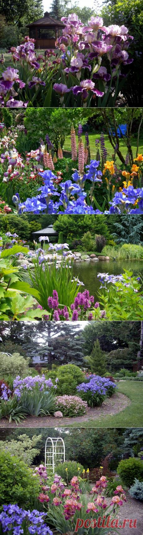 Ирисы в саду: идеи дизайна участка - Портал «Домашний»
