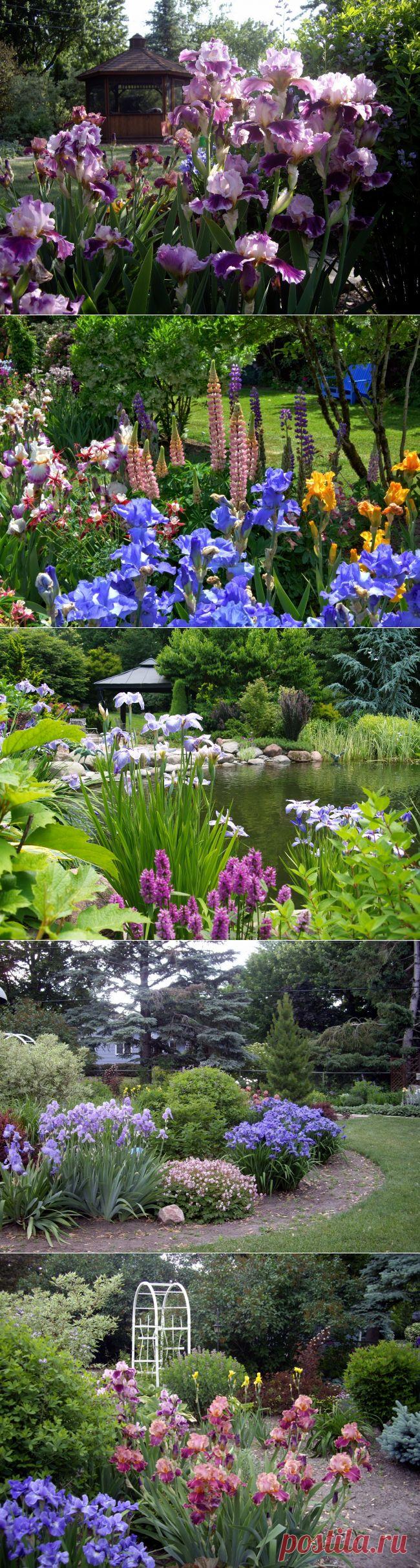 Ирисы в саду: идеи дизайна участка - Портал «Домашний»