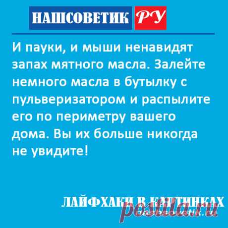 Как избавиться от мышей в доме с помощью масла мяты? Полезный лайфхак для хозяек
#полезныесоветы #лайфхаки #какизбавитьсяотмышей