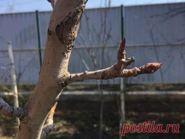 Благоприятные дни по лунному календарю садовода на апрель 2019