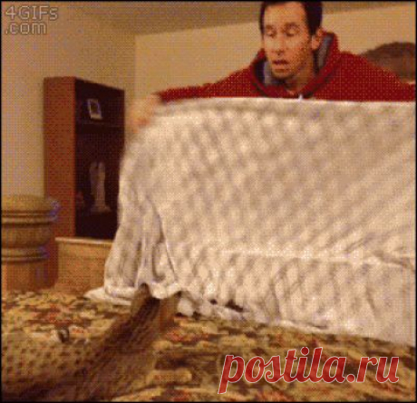 А вы способны так удивить кота?