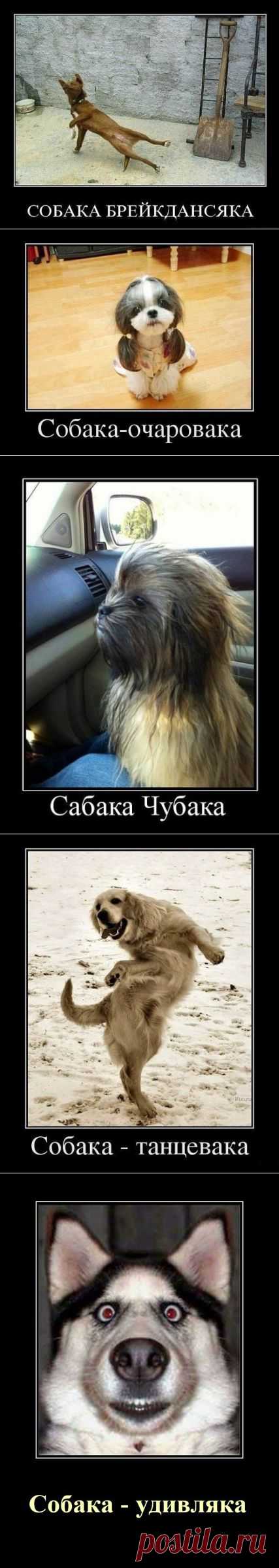 Такие разные собаки | Дай лапку