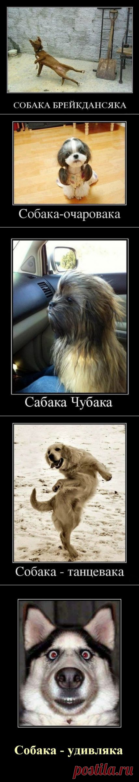 Такие разные собаки | Дай лапку