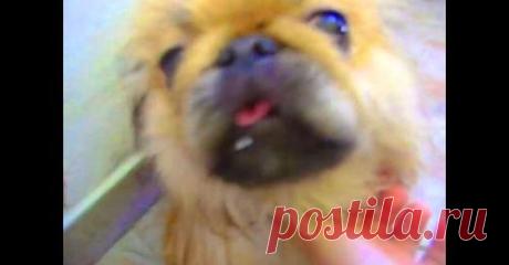 (20+) Angelinatv | Facebook