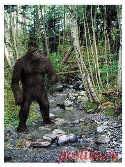 Sasquatch Art
(Изображение JPEG, 407 × 543 пикселов)