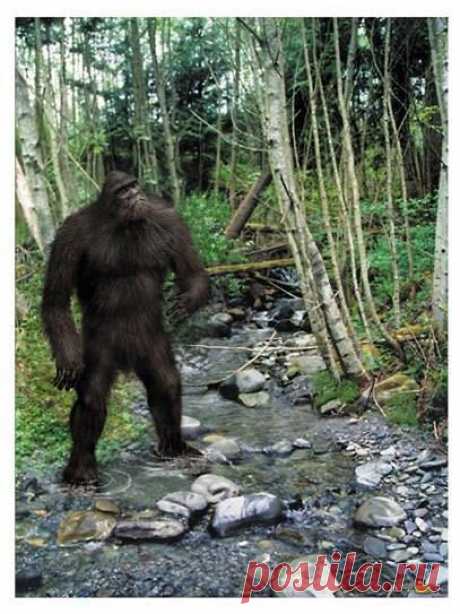 Sasquatch Art
(Изображение JPEG, 407 × 543 пикселов)
