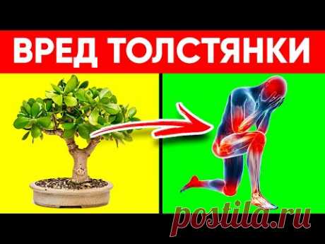 Многие Держат Дома Денежное Дерево.  Но Даже Не Догадываются ОБ ЭТОМ!