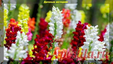 Цветник который сам себя засевает. Более тридцати цветов, которые хорошо размножаются самосевом | Дачные истории | Яндекс Дзен