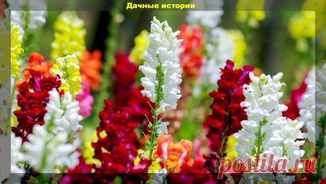 Цветник который сам себя засевает. Более тридцати цветов, которые хорошо размножаются самосевом | Дачные истории | Яндекс Дзен