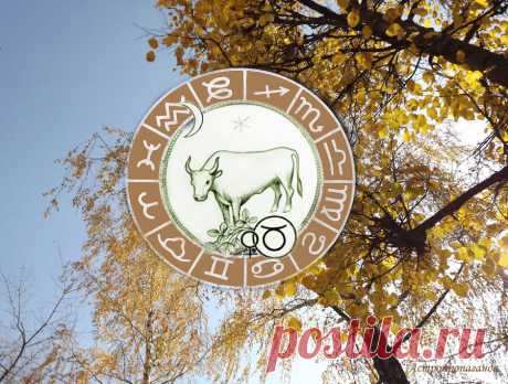 Не нарушайте правила и вам повезет. Гороскоп для Тельца с 5 октября по 1 ноября 2020 | Астропропаганда | Яндекс Дзен
♉✨ Автор: астролог Нина Стрелкова. ✧ Период не слишком активный, и в то же время у вас будет немного больше возможностей, чем у других, для того, чтобы проявить себя в профессиональном плане, стабилизировать материальное положение или улучшить свой внешний вид. Вред может нанести излишняя экстравагантность и демонстрация своей независимости. Старайтесь не нарушать правила