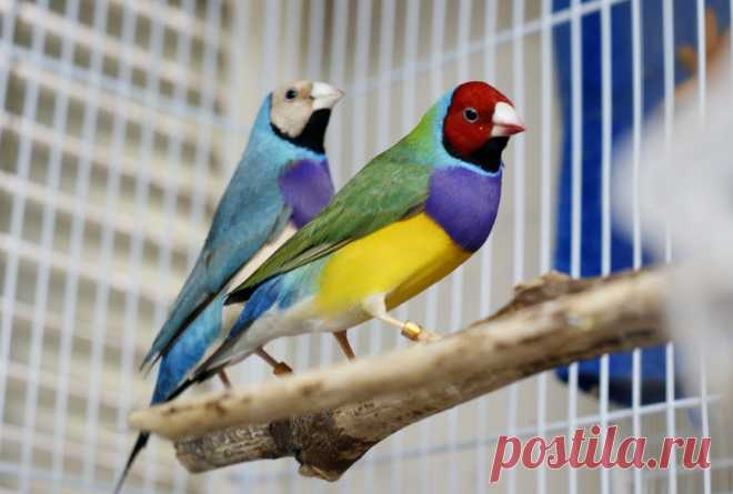Вы решили завести дома птичку - советы специалистов &raquo; Женский Мир