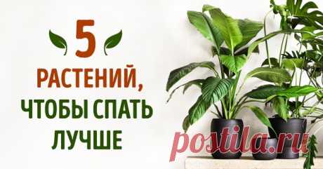 5 растений, которые помогут лучше спать