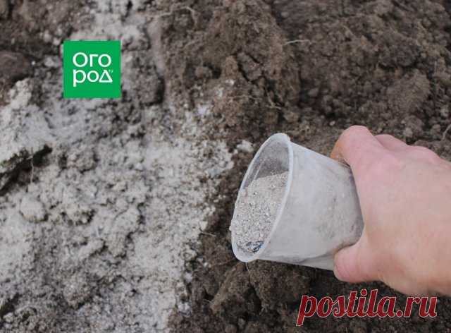 7 способов посадки озимого чеснока