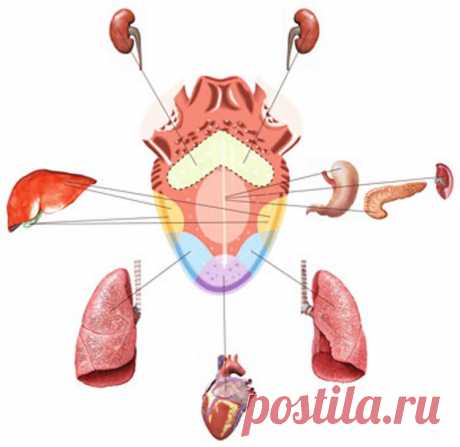Показатель чистоты всего организма - ваш язык Нужно ли вообще проводить чистку организма от каких-то там токсинов, шлаков? Может это у кого-то другого эти шлаки, а у меня все в порядке? Показатель чистоты нашего организма – состояние нашего языка