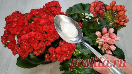 Добавляю в герань дешевые подкормки и листики не желтеют, и активно цветут | Цветочные советы от Елены | Дзен