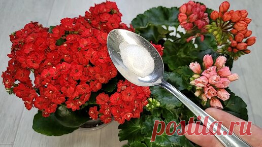 Добавляю в герань дешевые подкормки и листики не желтеют, и активно цветут | Цветочные советы от Елены | Дзен