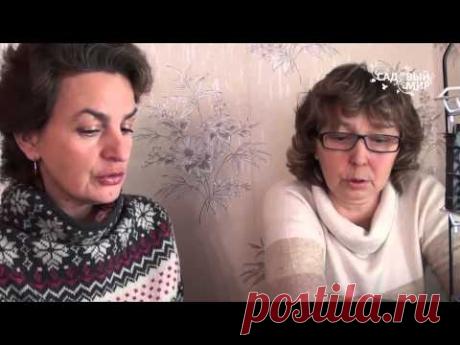 Подкормка рассады цветов. Сайт "Садовый мир"