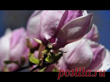 Музыка - из любимого... Эдвард Григ.