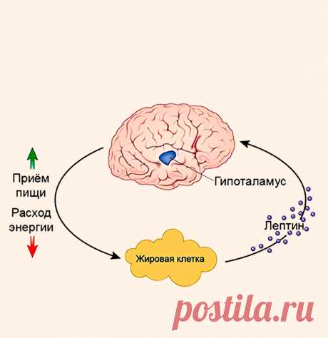 Резистентность к лептину: признаки и лечение