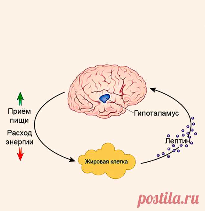 Резистентность к лептину: признаки и лечение